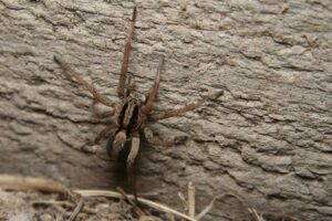 Wolf Spider