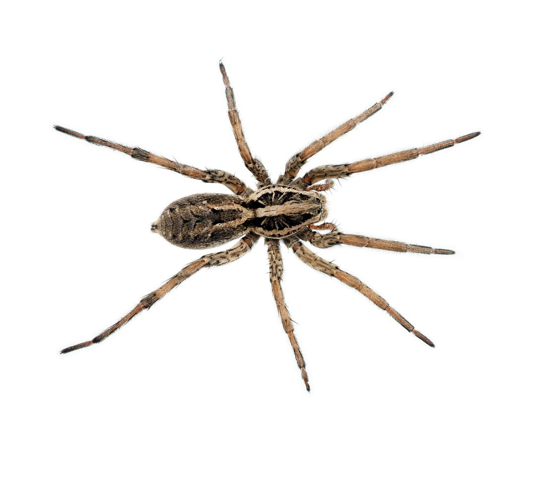 Big hairy ugly spider macro, isolated