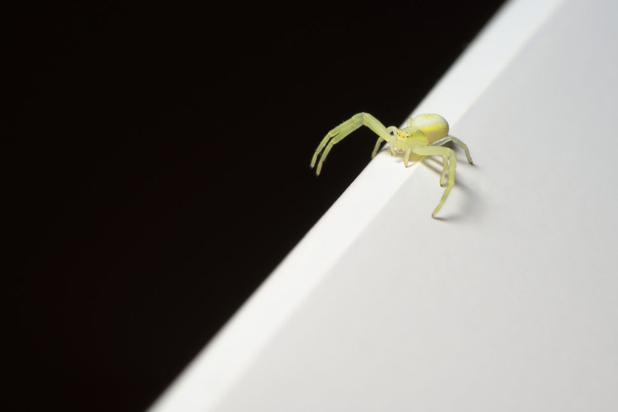 Black footed yellow sac spider walks the sharp edge between black and white