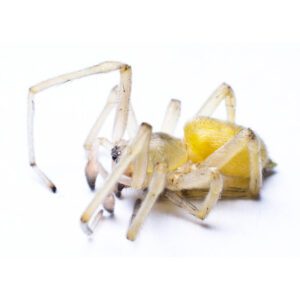 Yellow Sac Spider