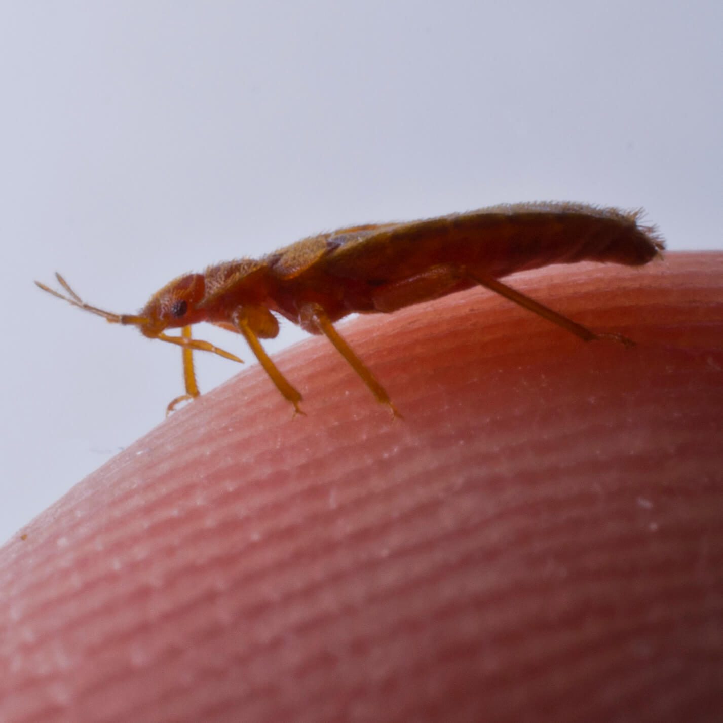 bed bug on finger cropped