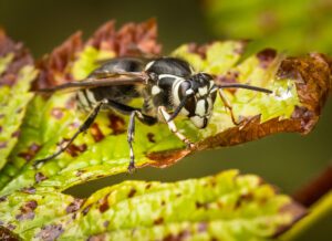 Bald Faced Hornet