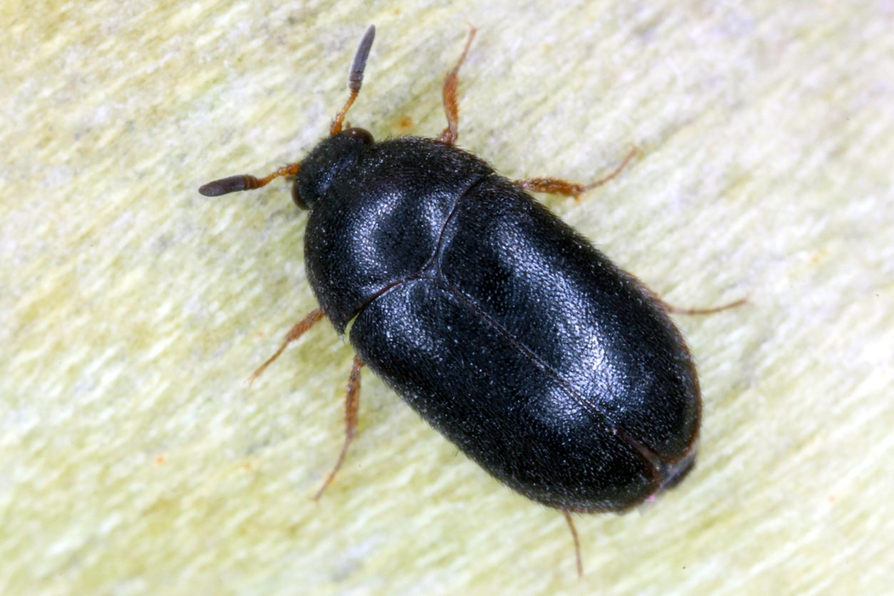 The black carpet beetle Attagenus unicolor Dermestidae family common home pest.