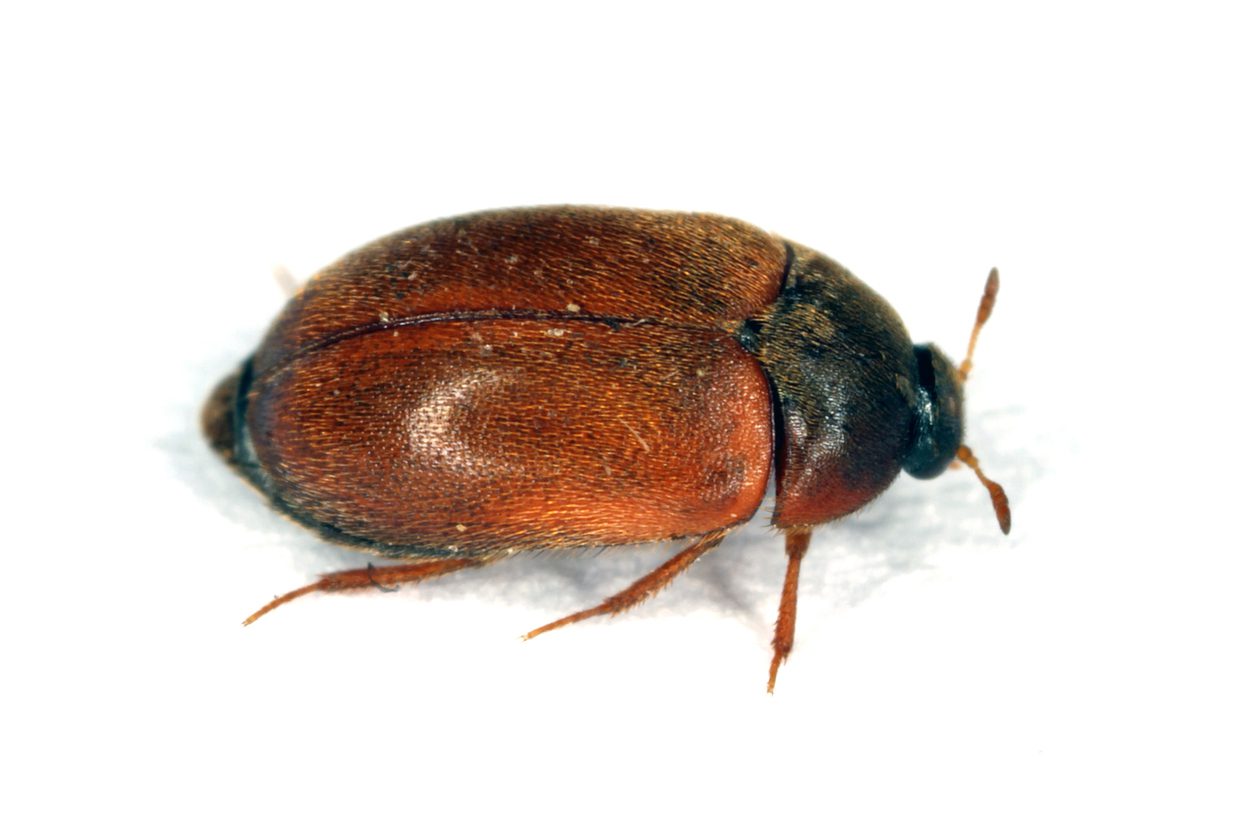 The brown carpet beetle Attagenus smirnovi Dermestidae family a synanthropic pest which lives in human homes and museums.