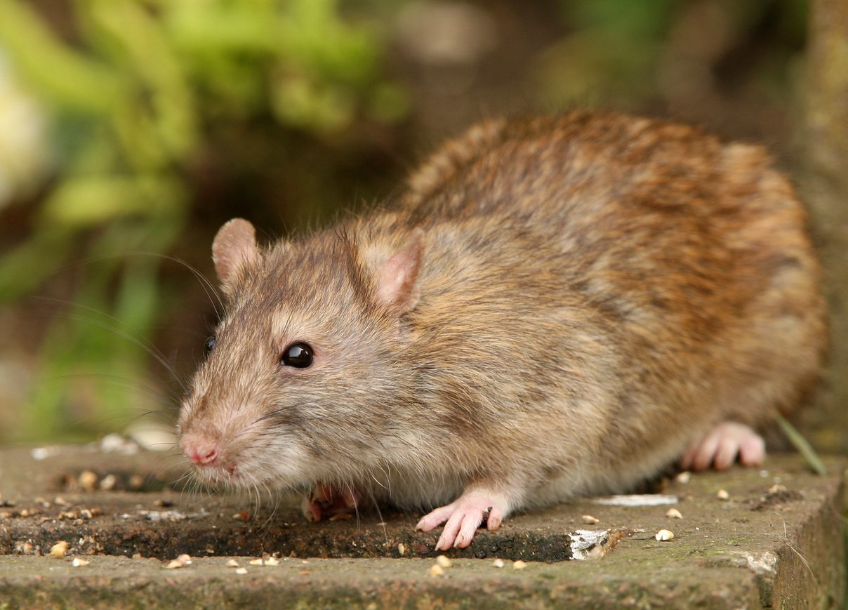 Brown Rat