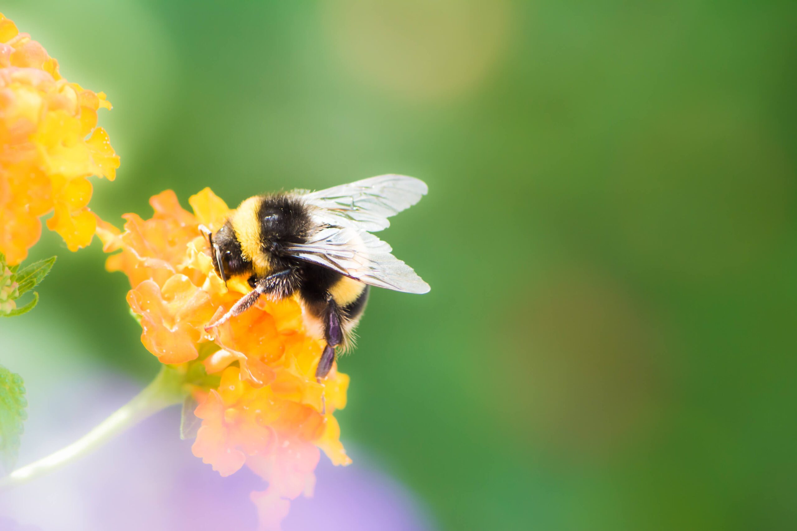 Bumble-Bee-Collecting-Nectar