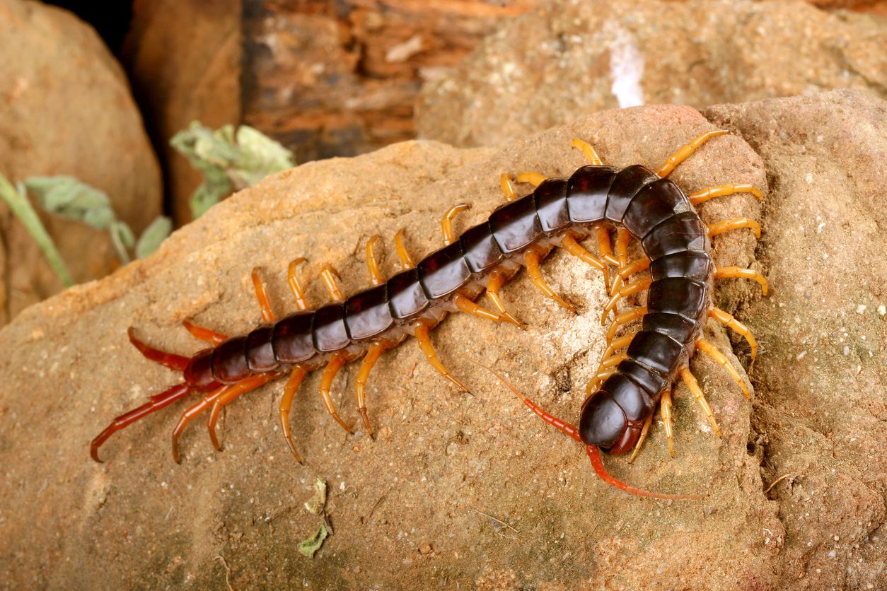 Close up of a Centipede.