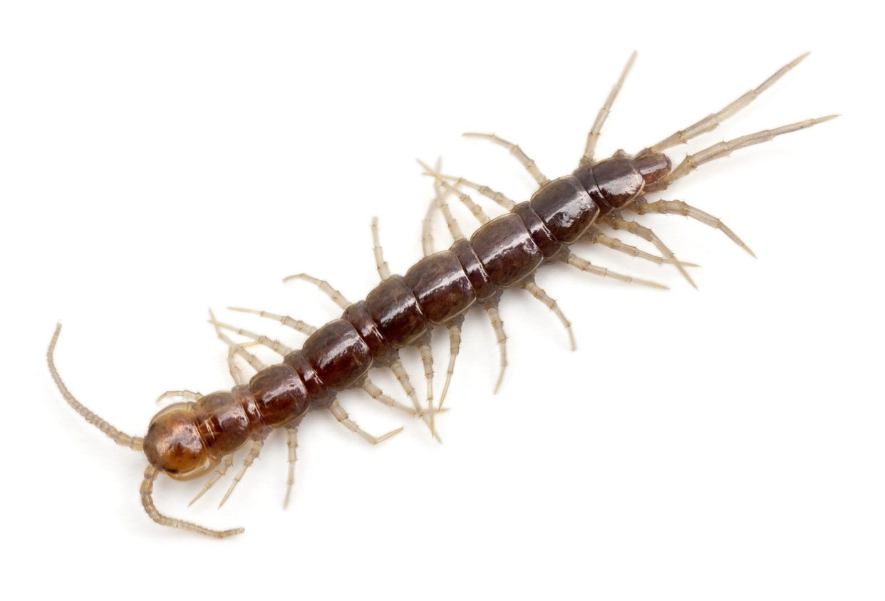 Centipede in front of white background