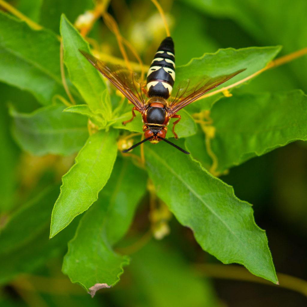 Cicada Killer Wasp