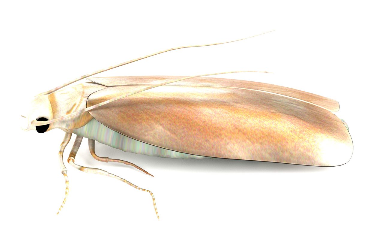 Photo of a clothes moth on a white background