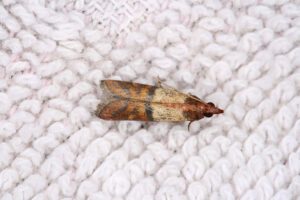 Cloth Moth