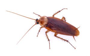 American Cockroach