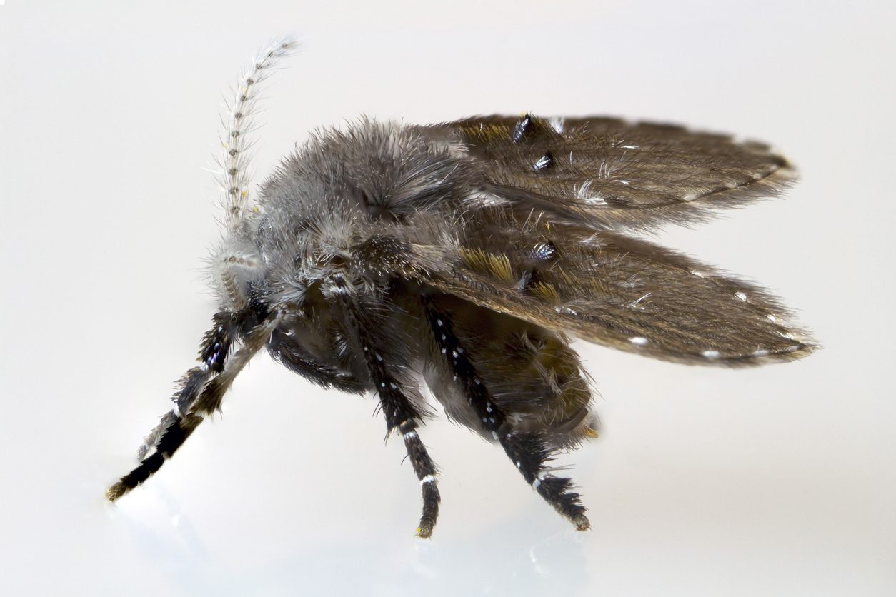 Drain Fly at High Magnification