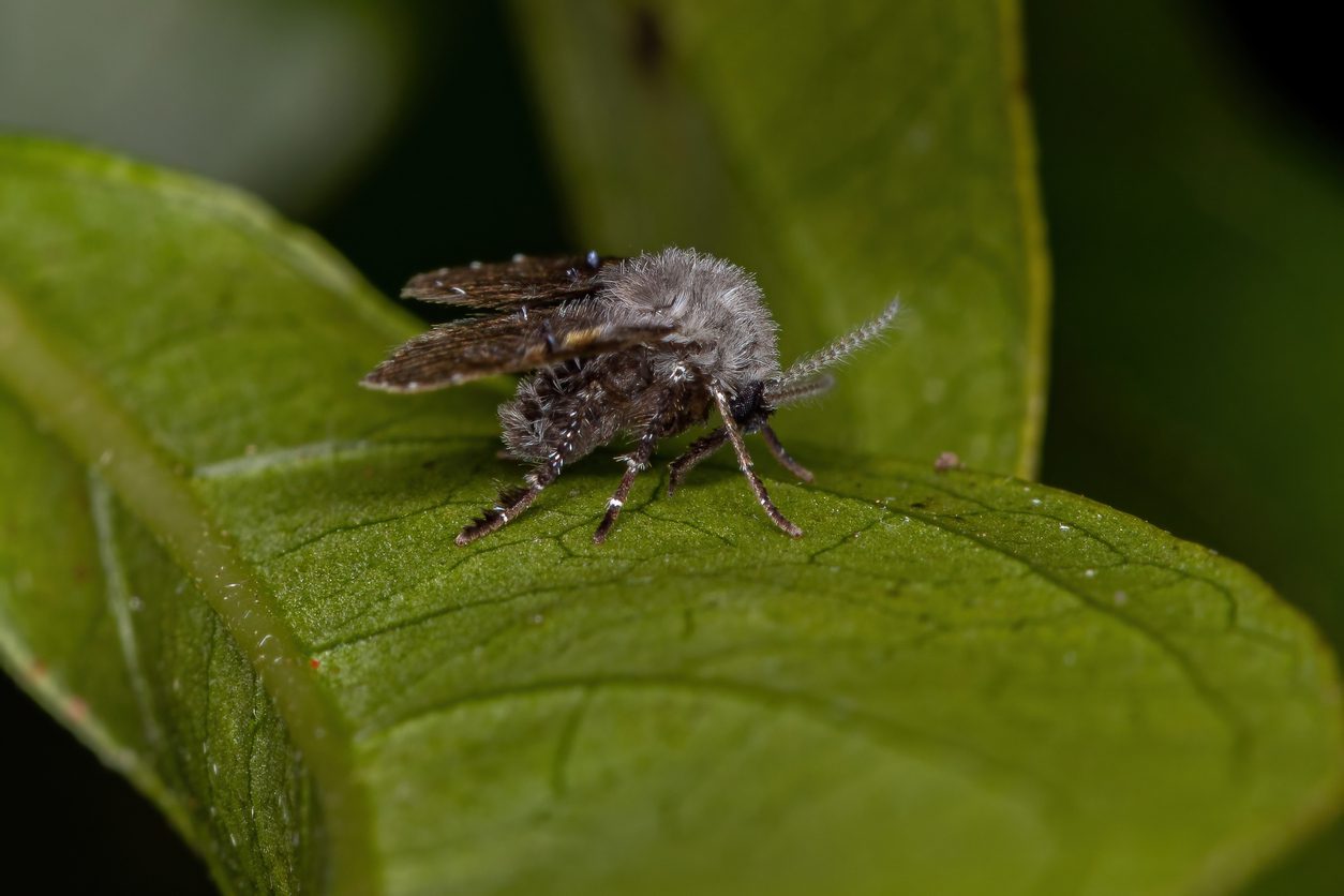 Adult Bathroom Moth Midge