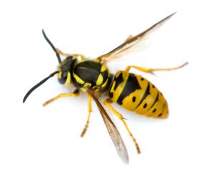 Yellowjacket