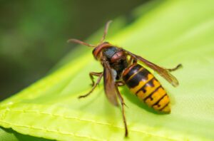 European Hornet