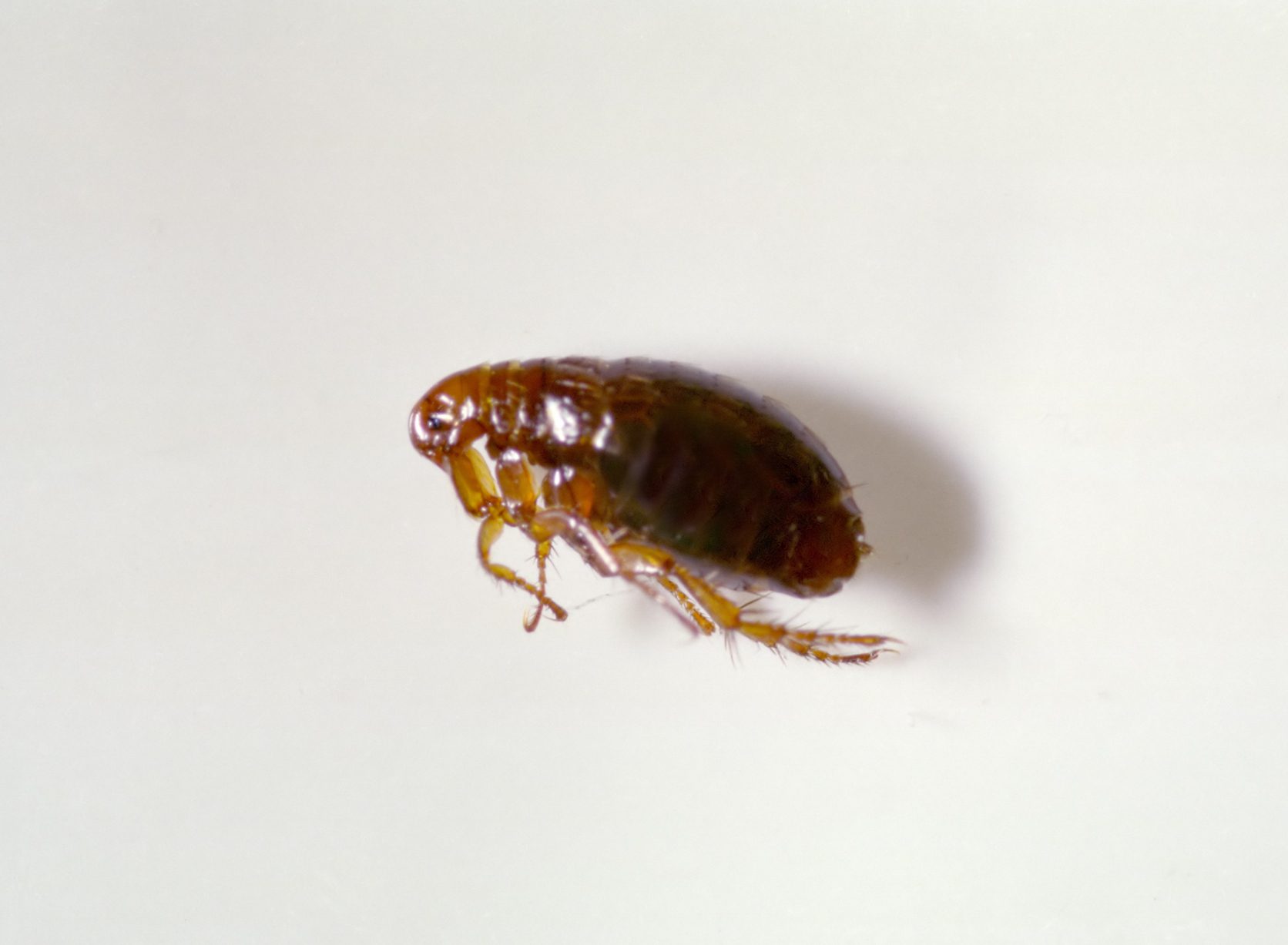 Close up picture of a flea on white background