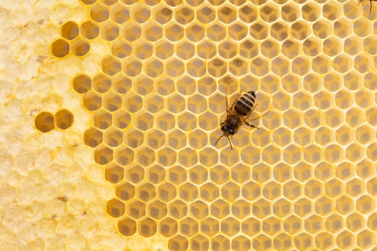 Honey bee on honeycomb.