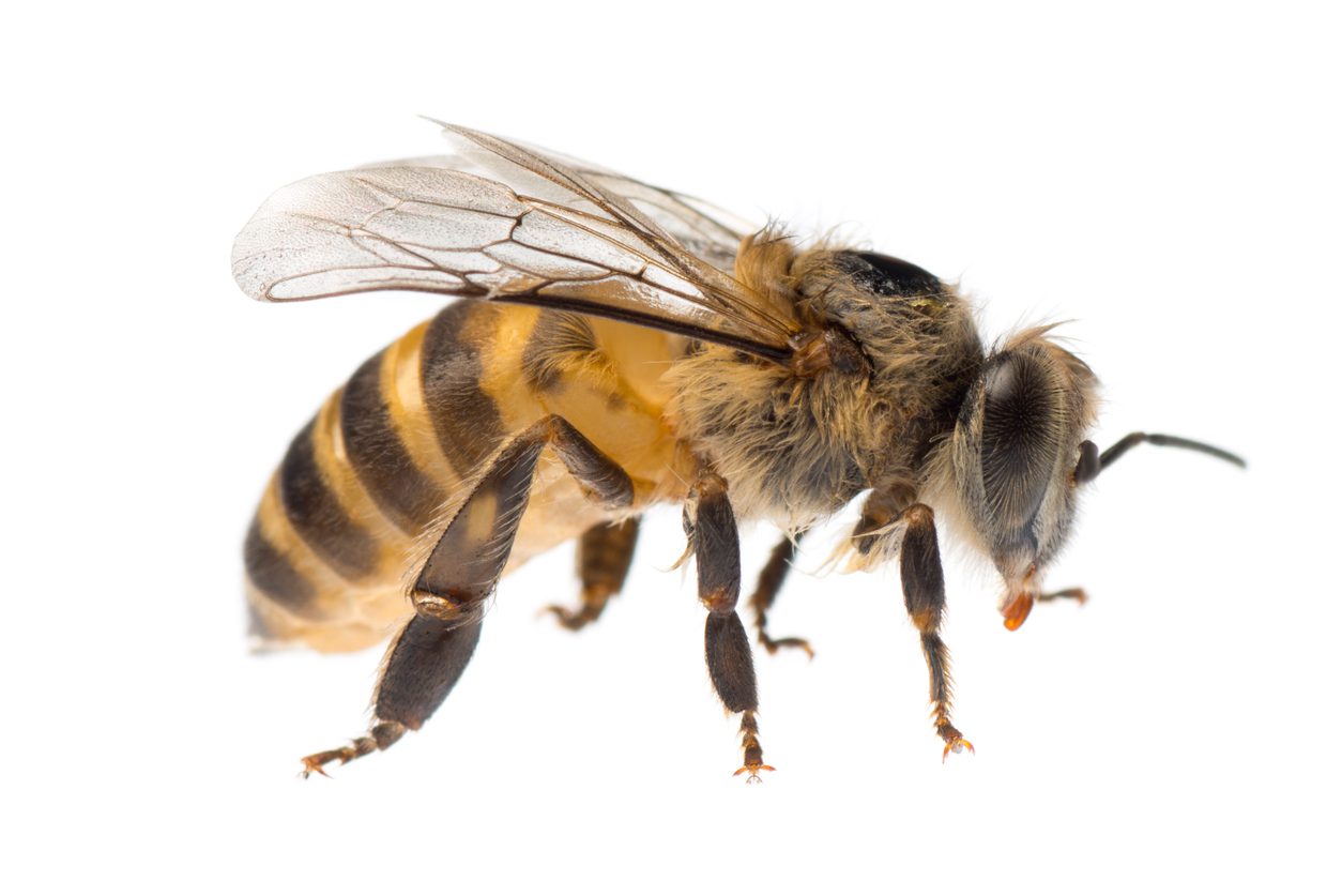 Close-up of a single yellow and black honey bee