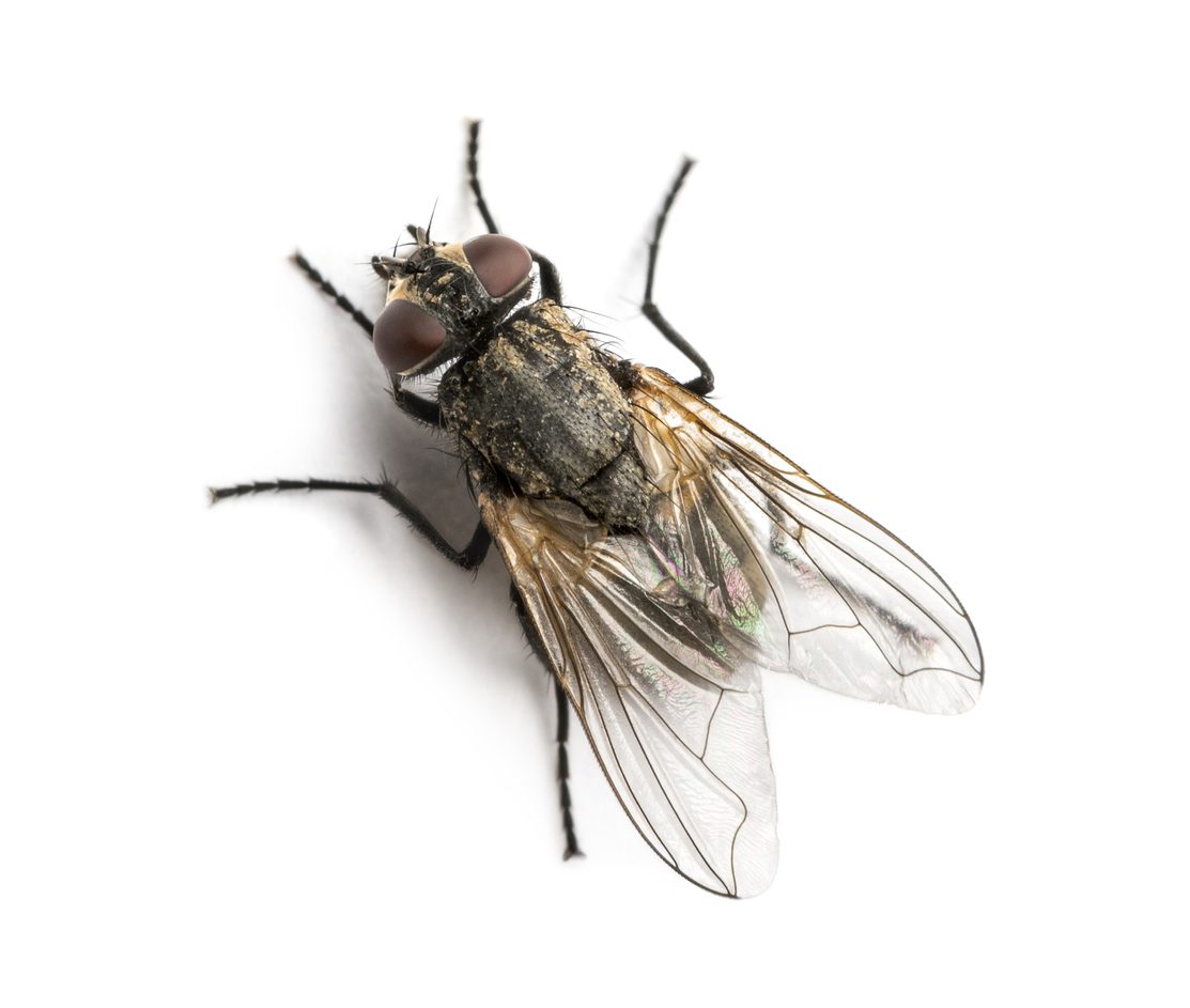 Dirty Common housefly viewed from up high, Musca domestica