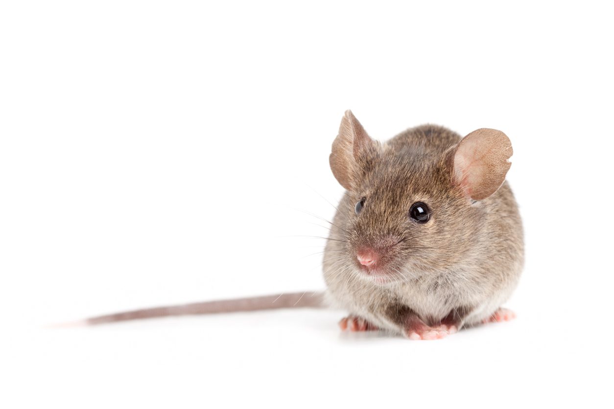 grey mouse isolated on white