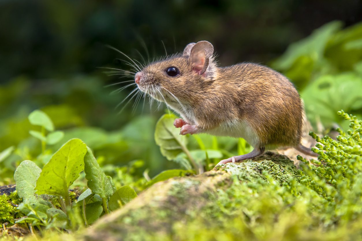 Wood mouse on root of tree