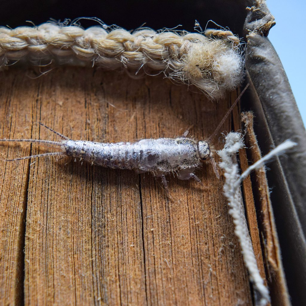 Insect feeding on paper – silverfish