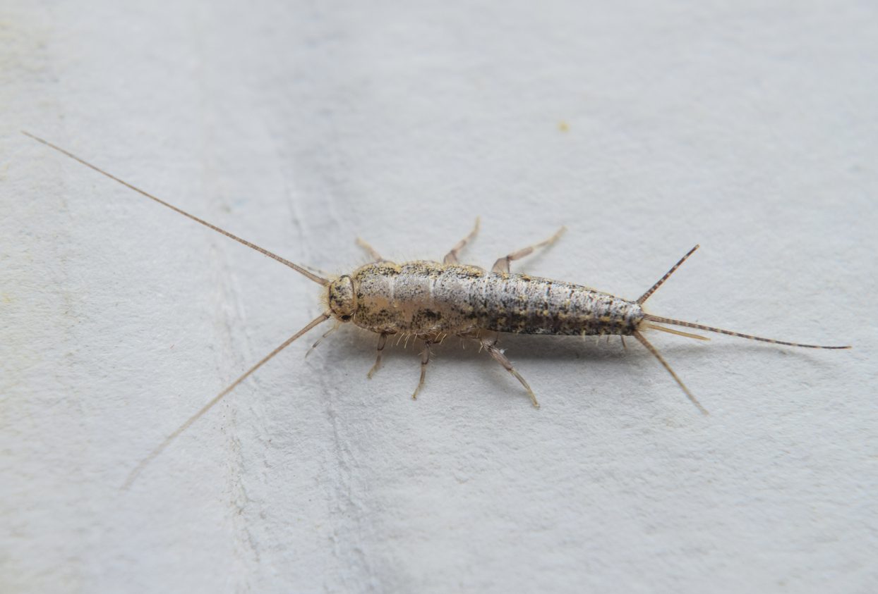 Insect feeding on paper – silverfish