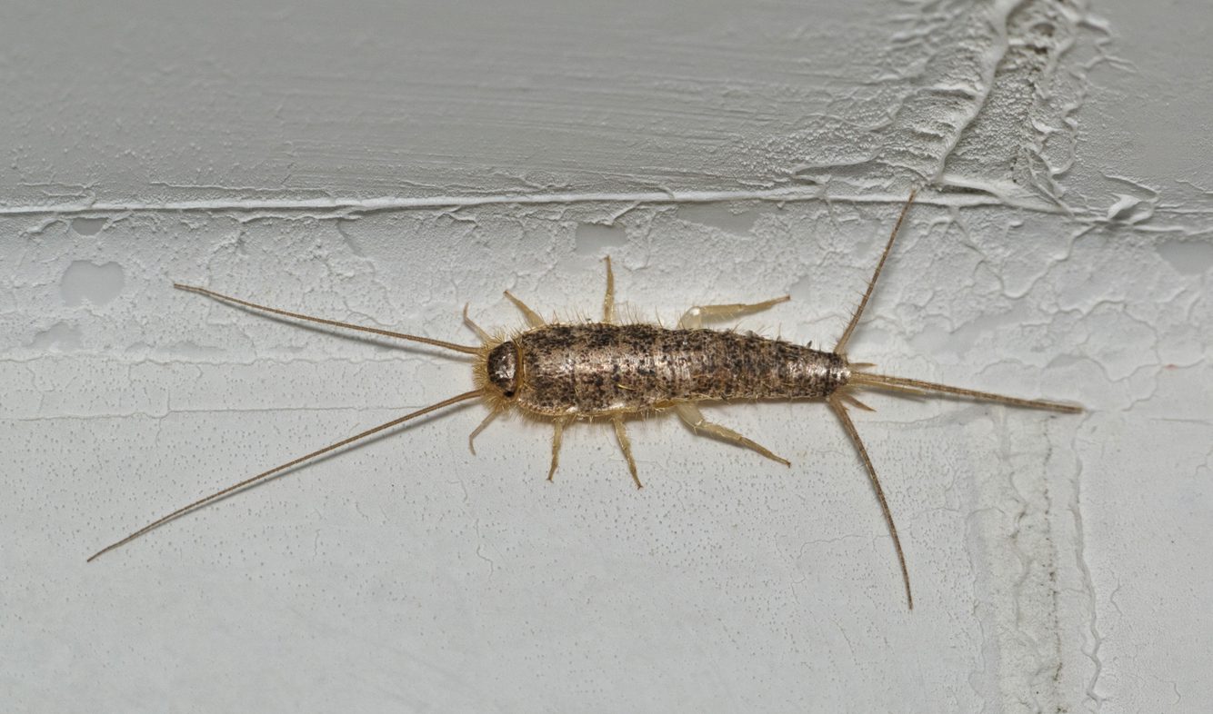 Silverfish Ctenolepisma longicaudatum isolated on a white interior wall.