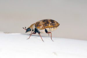 Carpet Beetles