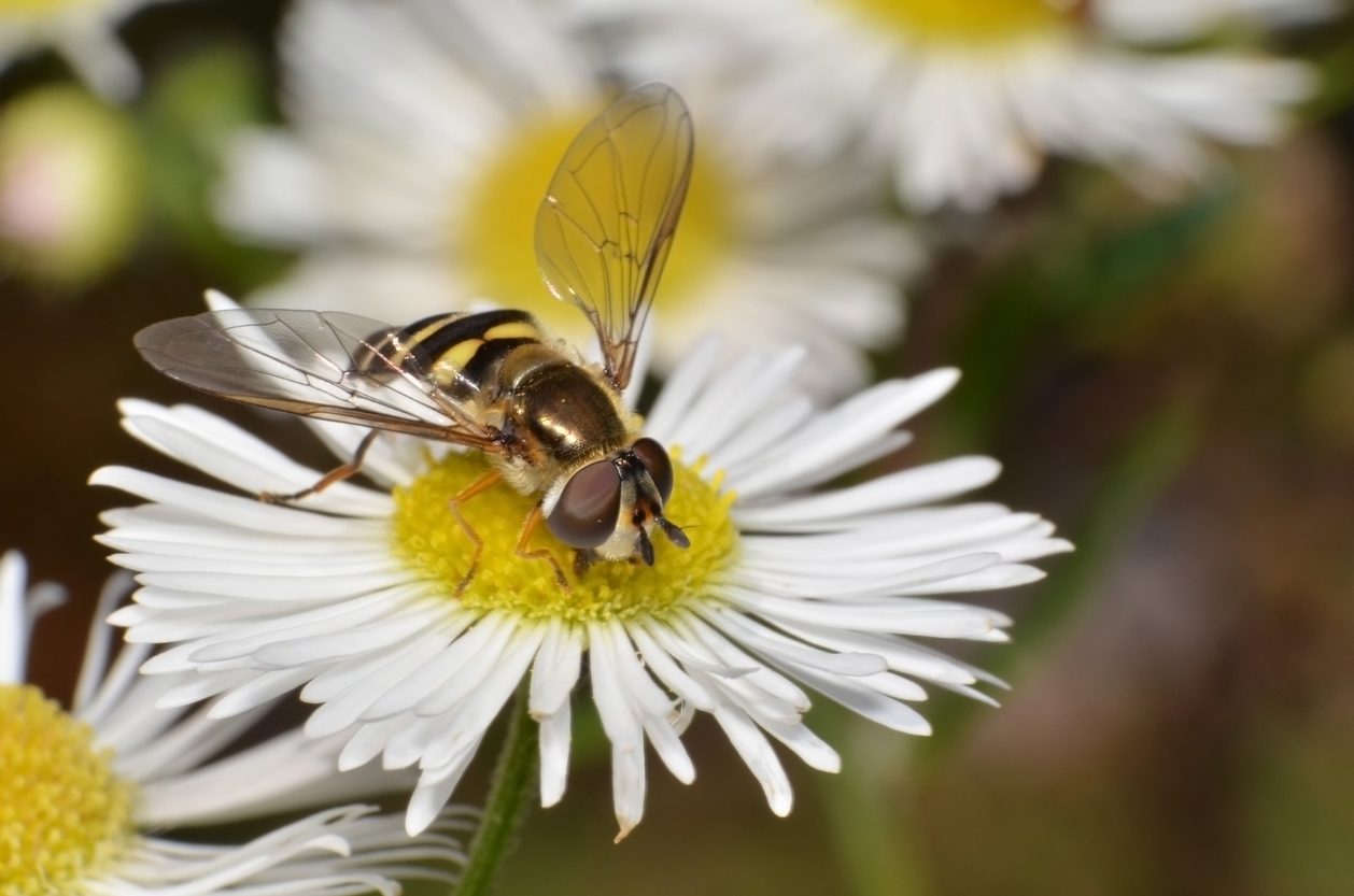 Sweat Bee