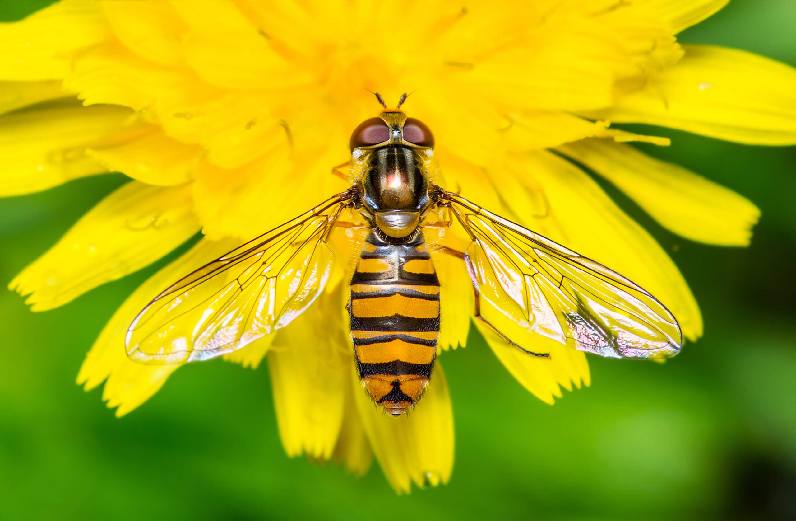 Sweat-Bee-On-Flower