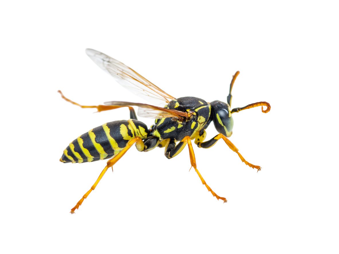 Yellow Jacket Wasp Insect Isolated on White